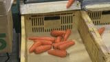 「バラのような香り」秋冬にんじん“アロマレッド”出荷ピークに　|　石川県のニュース｜MRO北陸放送