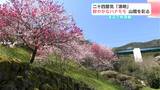 二十四節気「清明」鮮やかなハナモモ 山間を彩る まるで桃源郷! | 高知のニュース・天気|KUTV NEWS | KUTVテレビ高知