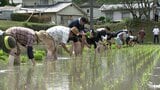 「日本酒の原点を体感」老舗酒蔵で幻の酒米『雄町』の田植え体験 【岡山】|TBS NEWS DIG