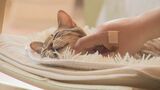 とある「猫カフェ」ネコの耳には「切れ込み」が…なぜ？癒し癒され「悩みが何となく和らぐ感じになるんですよ」　|　BSSニュース | BSS山陰放送