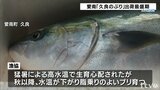 年末年始の食卓に!愛媛県愛南町でブランド養殖ブリ「久良のぶり」出荷最盛期 | 愛媛のニュース - Nスタえひめ|あいテレビは6チャンネル
