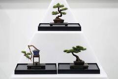 盆栽の世界市場１兆円超、日本各地で盗難発生－販売店の対策急務| TBS CROSS DIG with Bloomberg