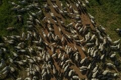 日本のブラジル産牛肉輸入解禁、「実現間近」－ファバロ農相| TBS CROSS DIG with Bloomberg