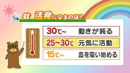蚊が接近したくなる服の色は？活発に活動する気温は？蚊の特徴知って対策を|TBS NEWS DIG