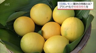 皮の苦味少なくジューシー 「食べられるレモン」日南レモンに熱い視線　|　MRTニュース ｜ ＭＲＴ宮崎放送