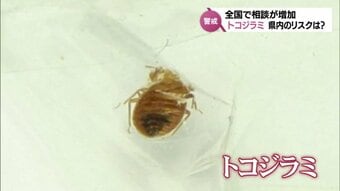 自分をあてはめるならクエスチョニング」 元“なでしこ” 齊藤夕眞