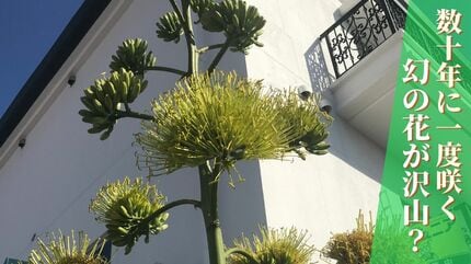 KURO様 琉球*海花のたね 琉球*海花のたねカラー エア