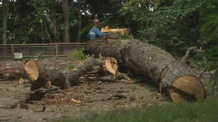 大雨により高さ約20メートルのマツの大木倒れた松江城山公園 倒木の