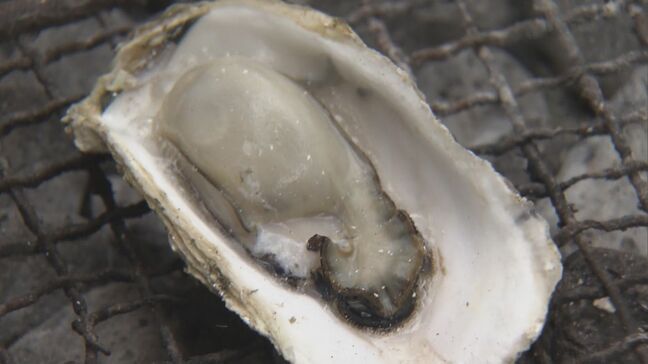 津波被害や猛暑を乗り越えて… “浦村かき”は順調に育つ「身入りがよく追加注文してくれるくらい！」三重・鳥羽市|TBS NEWS DIG