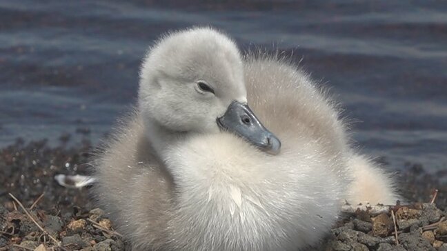 ハクチョウのヒナが誕生　訪れる人を和ます　村は距離をとって見守るよう呼びかけ　山梨・山中湖　|TBS NEWS DIG
