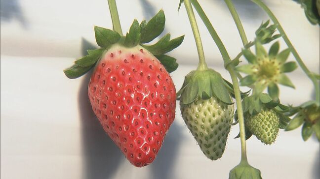 クリスマスを前にイチゴの収穫始まる 猛暑の影響で2週間ほど遅れるも｢味は最高｣ 酸味少なくすっきりした甘みの｢章姫｣ 三重･玉城町|TBS NEWS DIG