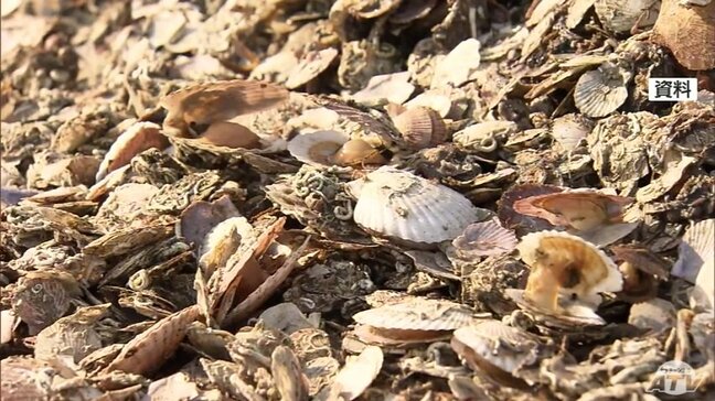 陸奥湾ホタテが一部の漁協で大量死 青森県が海水温が下がりホタテの体力が回復する11月に実態調査を実施へ 対策を講じる方針|TBS NEWS DIG