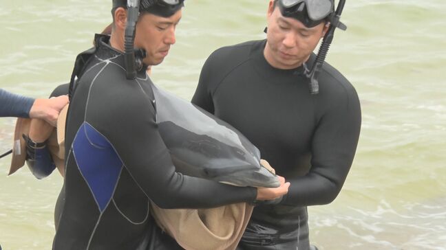ビーチに子どもの「マダライルカ」が迷い込む　衰弱したところを美ら海水族館が保護|TBS NEWS DIG