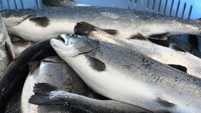 「脂がのってさらりとした味わい」 釜石はまゆりサクラマス今季初水揚げ 60cm級の良質な仕上がり 岩手|TBS NEWS DIG