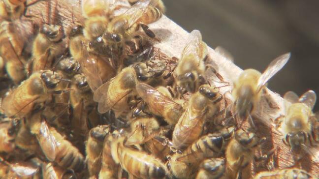 ビルの屋上が蜜の楽園に!富山商業高校生と「ミツバチプロジェクト」都市と自然の共生を目指す|TBS NEWS DIG