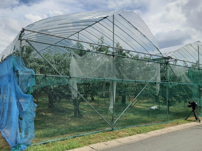 「ショックが大きい」さくらんぼ盗難　収穫間近の紅秀峰が大量に盗まれる　3回程度に分けて盗まれたか（山形・山辺町）|TBS NEWS DIG