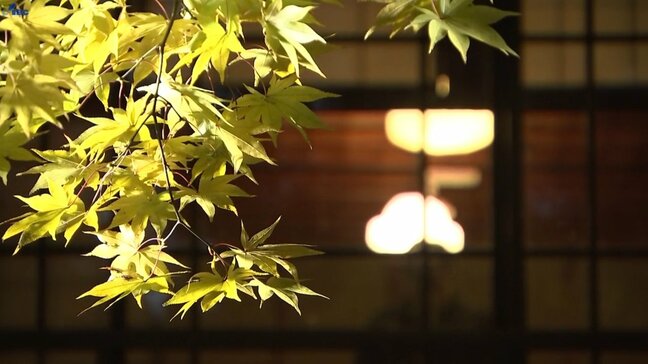 秋の夜、光が紅葉を染める　南昌荘で幻想的なひとときを　岩手・盛岡|TBS NEWS DIG
