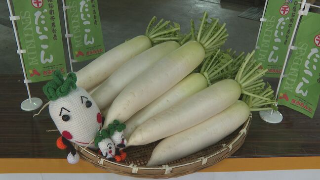 みずみずしさ保つため夜に収穫“千石台だいこん”出荷始まる　みずみずしく甘みと辛みのバランスが自慢　山口・萩|TBS NEWS DIG
