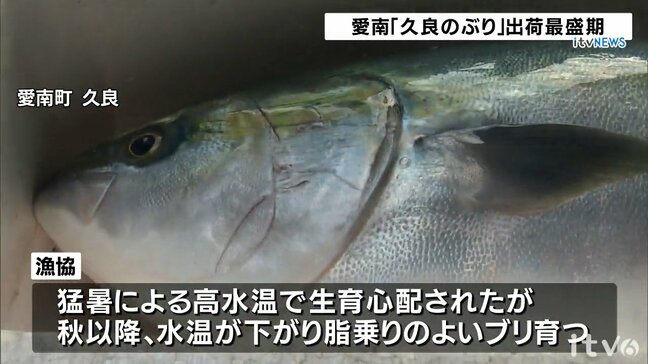 年末年始の食卓に!愛媛県愛南町でブランド養殖ブリ「久良のぶり」出荷最盛期|TBS NEWS DIG