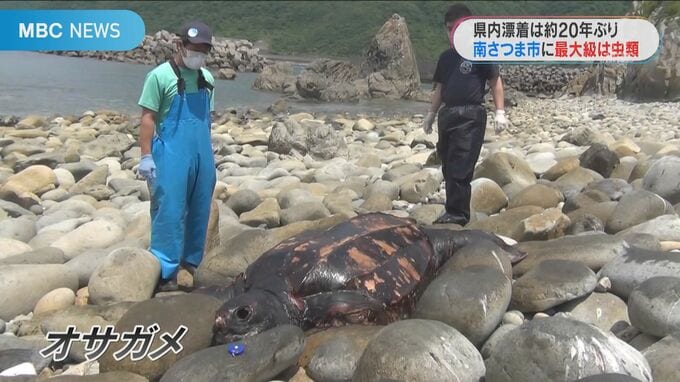 “世界最大級のは虫類”約２０年ぶり漂着　鹿児島・南さつま市　|　鹿児島のニュース｜MBC NEWS｜南日本放送