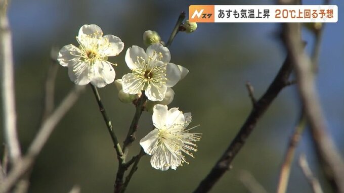 富山市八尾20.6℃ 2月の観測史上最高に 19日さらに気温上昇20℃上回る予想　|　富山のニュース｜天気・防災｜チューリップテレビ