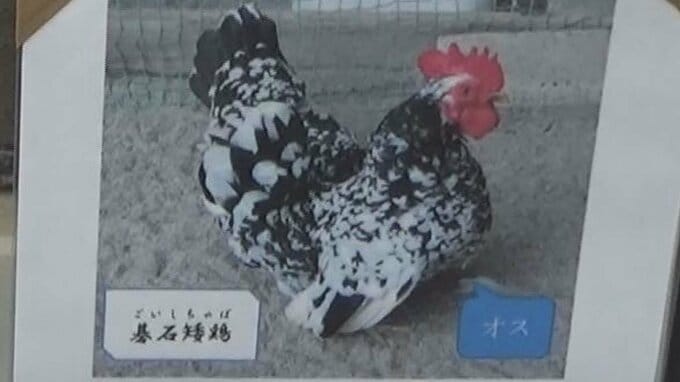 悠久山小動物園で飼育のチャボの死を隠蔽　他のチャボに入れ替え　新潟県長岡市の職員が懲戒処分　　|　新潟のニュース・天気｜BSN NEWS｜BSN新潟放送