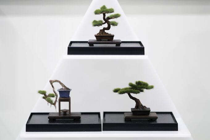 盆栽の世界市場１兆円超、日本各地で盗難発生－販売店の対策急務