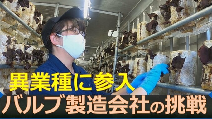 バルブ製造会社がキクラゲ栽培　さらにワイン醸造にも挑戦へ　異業種参入の背景とは|TBS NEWS DIG