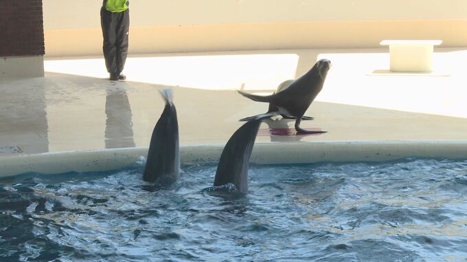 アシカ展示繁殖施設「ひれあしビーチ」新設…下関市・海響館　あす１日リニューアルオープンへ　関係者を招き式典|TBS NEWS DIG