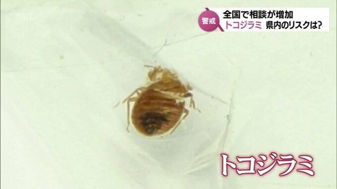「自分が周りの人に拡散する『運び屋』になってしまう可能性も」トコジラミ対策「旅先で衣類やかばんなど袋に入れておくことも効果的」|TBS NEWS DIG