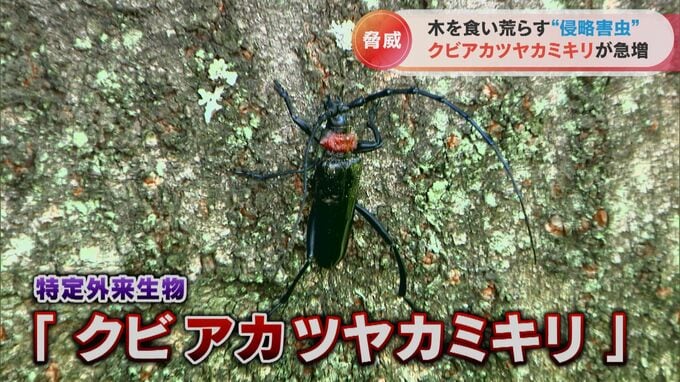 桜並木を食い荒らす！？特定外来生物「クビアカツヤカミキリ」の恐ろしい被害が拡大中…駆除を試みる樹木医に密着　|　名古屋・愛知・岐阜・三重のニュース【CBC news】 | CBC web