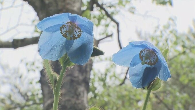 「ヒマラヤの青いケシ」幻の花　高山植物メコノプシスが開花　山梨・北杜市　|　山梨のニュース | ＵＴＹテレビ山梨