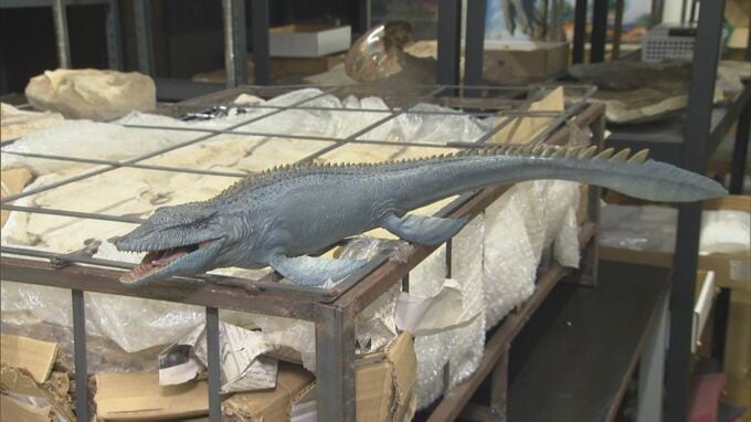 HOW　MUCH？海の王者　海洋性爬虫類「モササウルス」の下顎　化石・隕石専門店「ジュラシック！」まもなくオープン　|　BSSニュース | BSS山陰放送