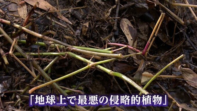 「地球上で最悪の侵略的植物」極めて強い繁殖力を持つ “特定外来生物” ナガエツルノゲイトウを県内で初確認　小田川の河川敷で【岡山】　|　岡山・香川のニュース | 天気 | RSK山陽放送