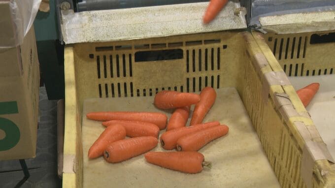 「バラのような香り」秋冬にんじん“アロマレッド”出荷ピークに|TBS NEWS DIG