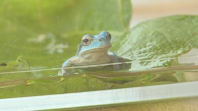 10万分の1の確率！幸せを呼ぶ？透き通るような青色のアマガエル「爽やかなきれいな色」子どもたちの人気者に|TBS NEWS DIG