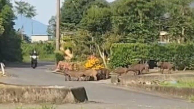 イノシシの群れが突然目の前に…バイク運転手が遭遇　朝7時の住宅地に12頭、目撃者「初めて見た」|TBS NEWS DIG