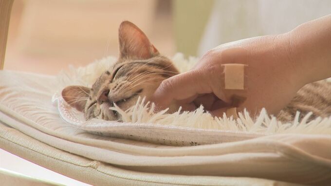 とある「猫カフェ」ネコの耳には「切れ込み」が…なぜ？癒し癒され「悩みが何となく和らぐ感じになるんですよ」　|　BSSニュース | BSS山陰放送