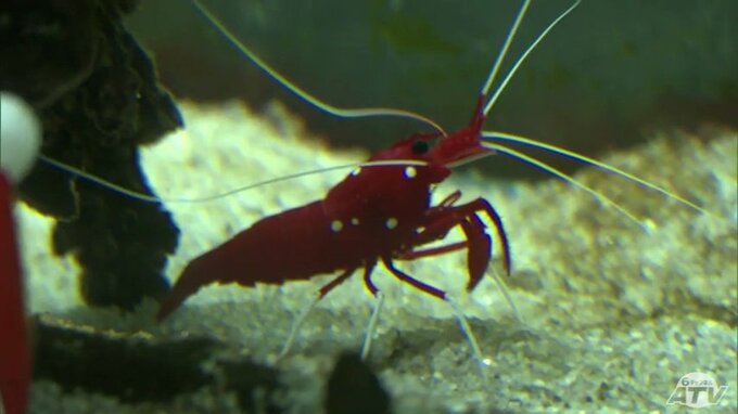 水族館でメリークリスマス！　青森県八戸市「マリエント」にクリスマスカラーの生き物たち11種類60匹　“サンタクロース”思わせる生き物も|TBS NEWS DIG