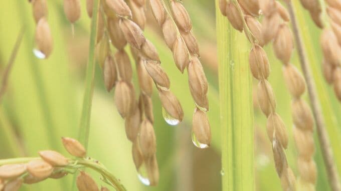 「能登の生産者の分も良いお米を」秋の実りに感謝する新嘗祭を11月に控え  献穀田でコメを収穫する抜穂式|TBS NEWS DIG