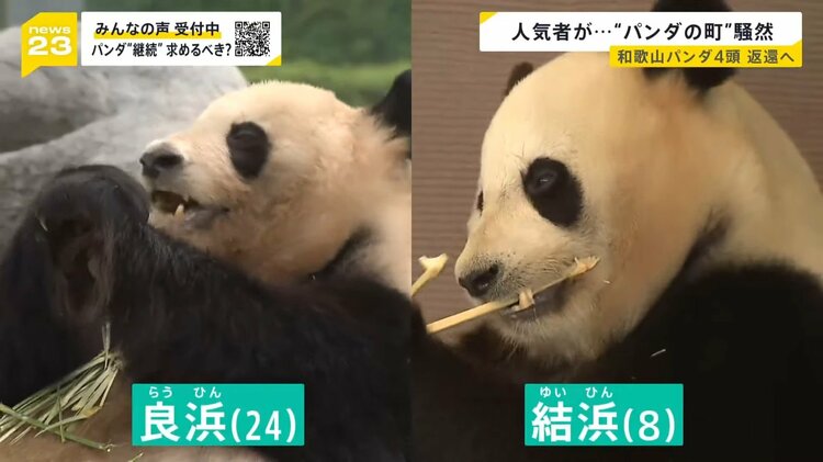 和歌山“パンダの町”が騒然…新たな貸与に中国は前向き？「パンダ外交