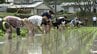 「日本酒の原点を体感」老舗酒蔵で幻の酒米『雄町』の田植え体験 【岡山】　|　岡山・香川のニュース | 天気 | RSK山陽放送
