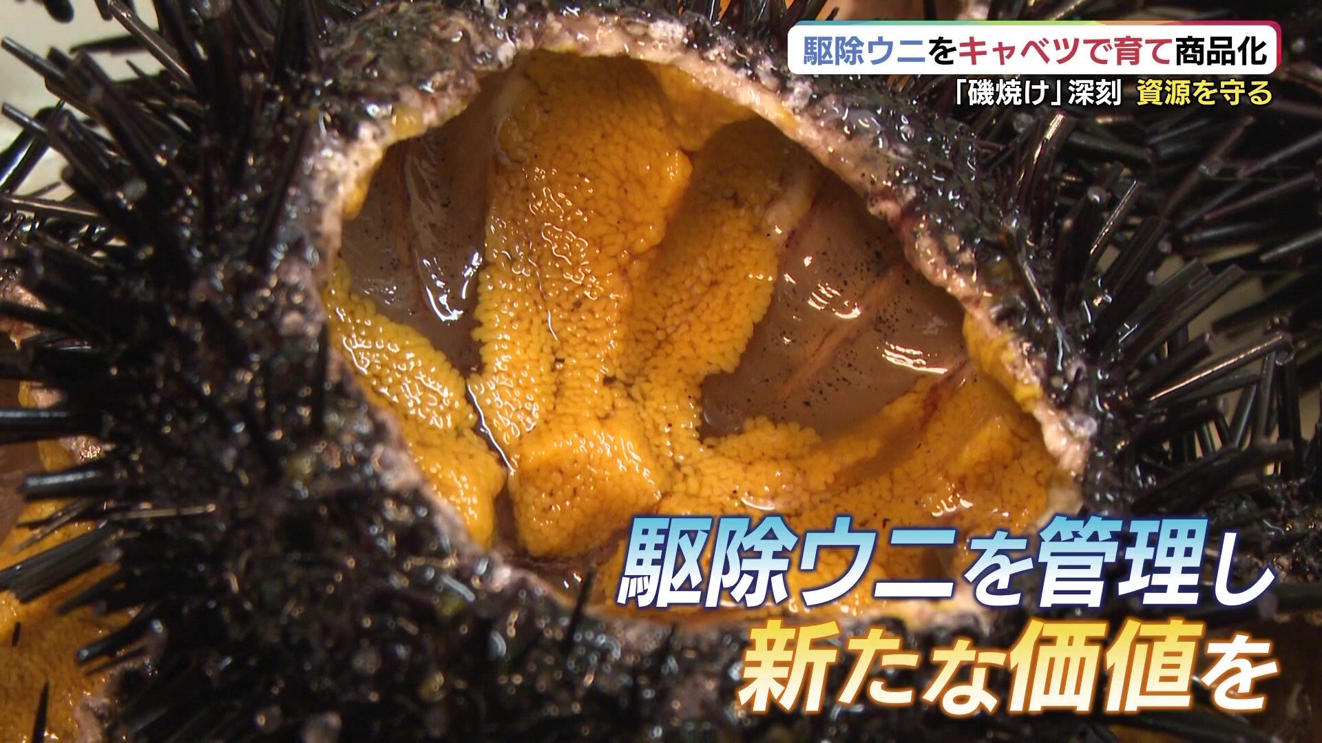 捨てられるウニ×捨てられるキャベツ=“無限”の可能性!「無から 捨てられるウニ×捨てられるキャベツ=“無限”の可能性!「無から