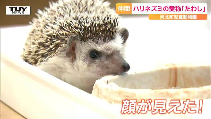 かわいくない？ 飼育員の中では人気？ 河北町児童動物園のハリネズミの