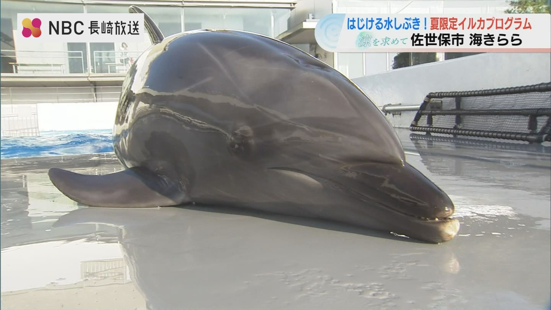 ナミの分まで」1頭になったイルカのニーハが奮闘！豪快な水しぶきで暑