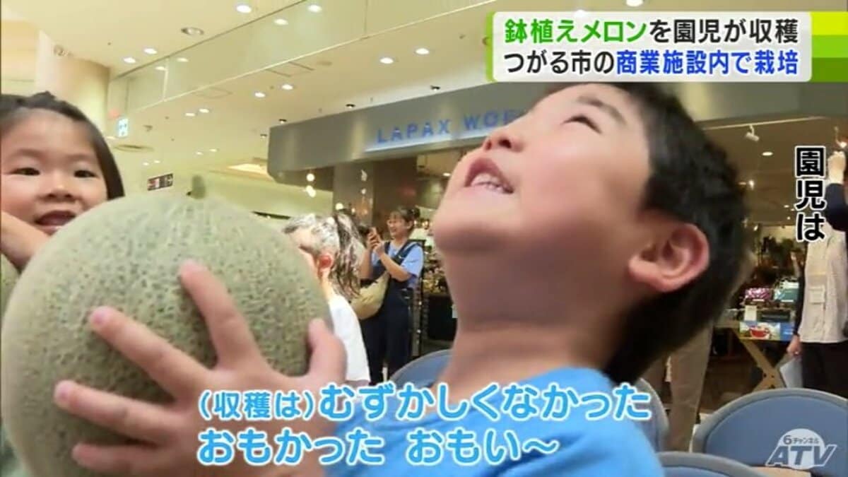 プランターで栽培したメロンを園児が収穫体験！直径15cm・重さ1.5kg