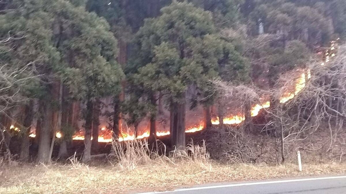 岩手 山火事 原因 犯人