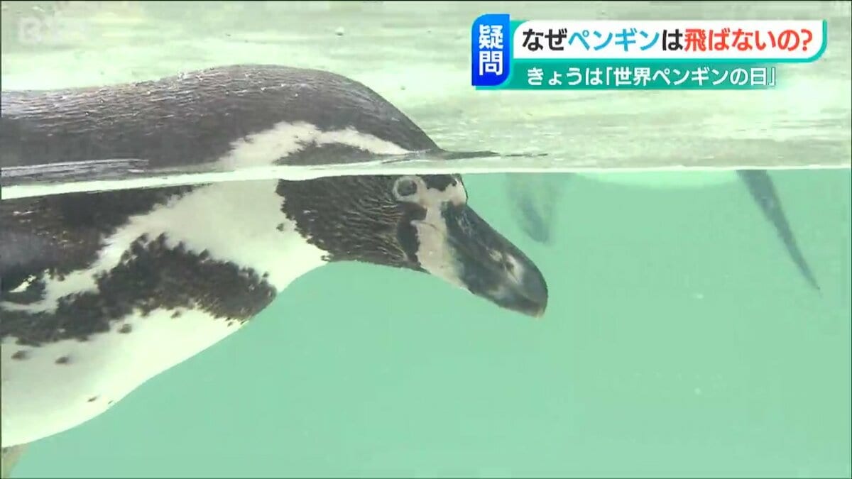 ペンギンはなぜ空を飛ばないの？」“世界ペンギンの日” 新潟市の水族館