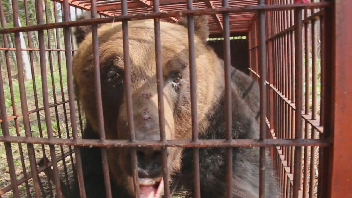 なんでこんなに太ってるの」330キロ超の巨大ヒグマを捕獲【北海道苫前