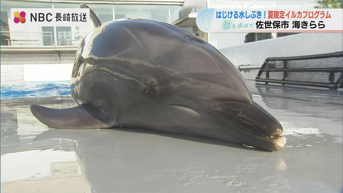 ナミの分まで」1頭になったイルカのニーハが奮闘！豪快な水しぶきで暑